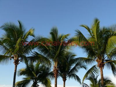 [http://www.canalvalley.com/LowRes/04-PalmTrees_LowRes.jpg]